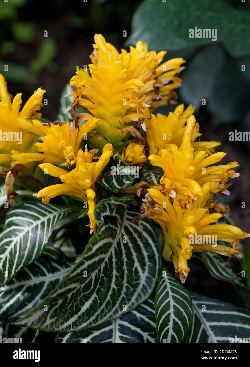 Flowers Aphelandra yellow Stock Photo