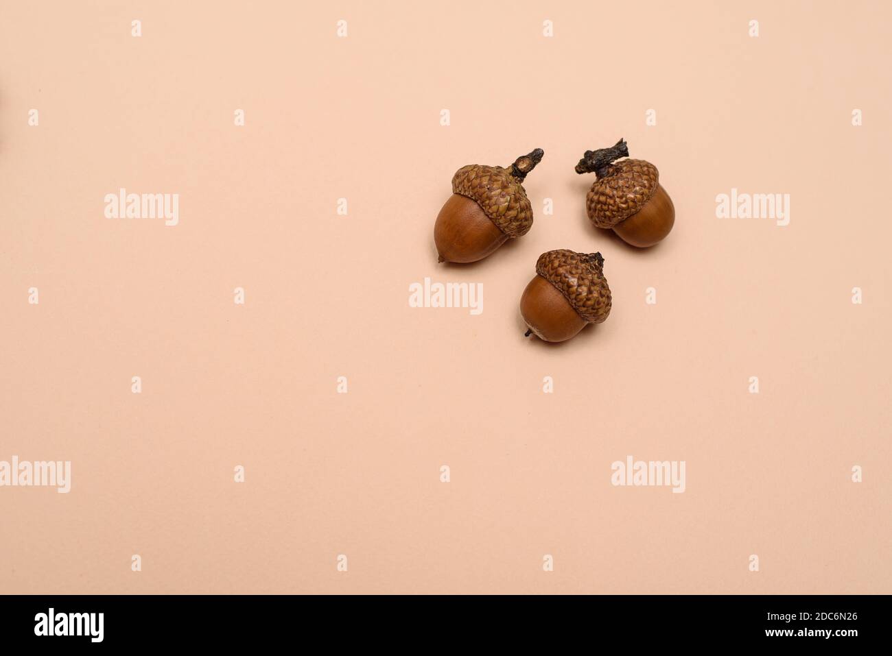 three acorns on a uniform background Stock Photo
