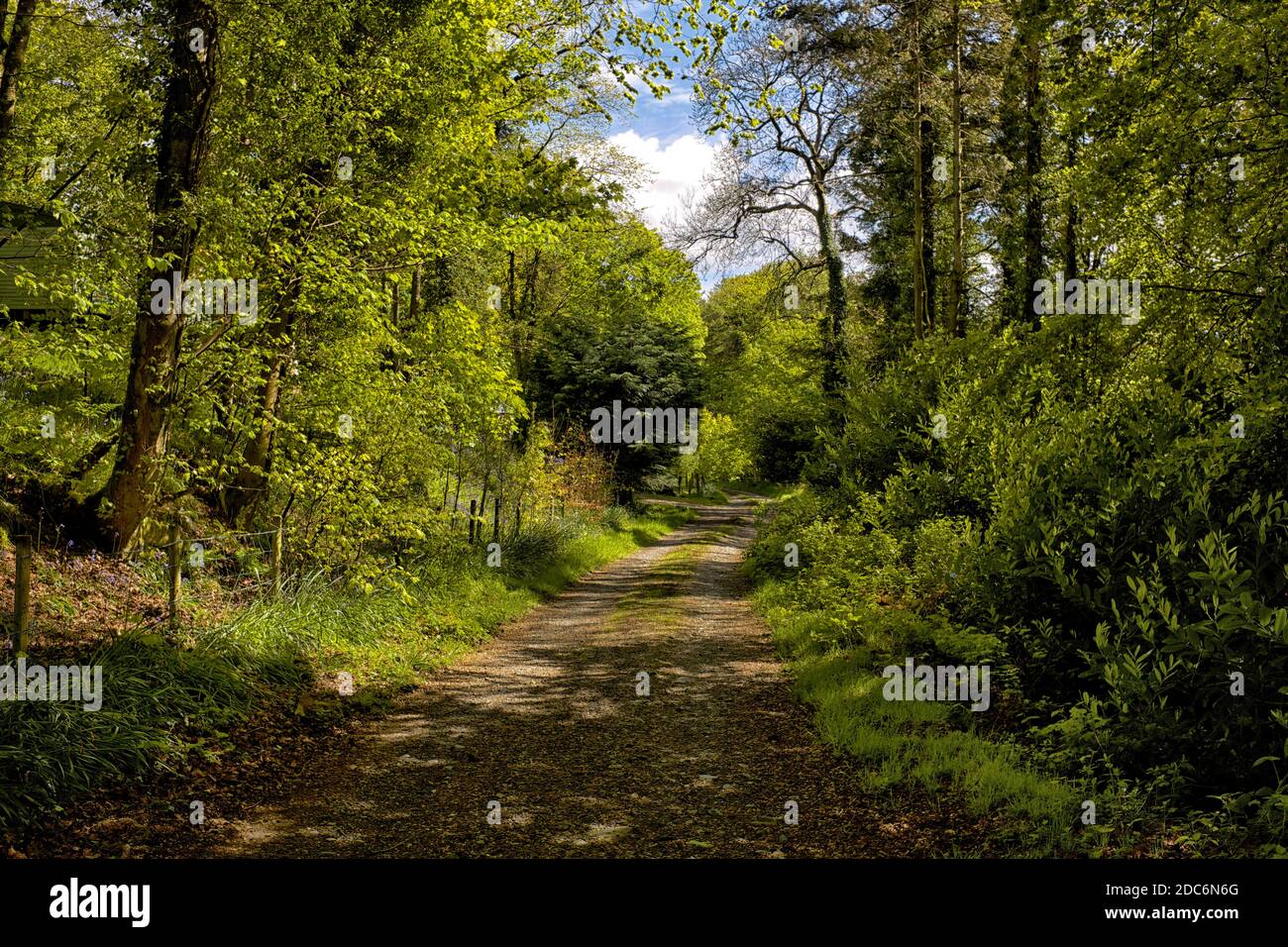 Woodland track in spring time near the Dumfries and Galloway village of Dunragit in South West Scotland Stock Photo