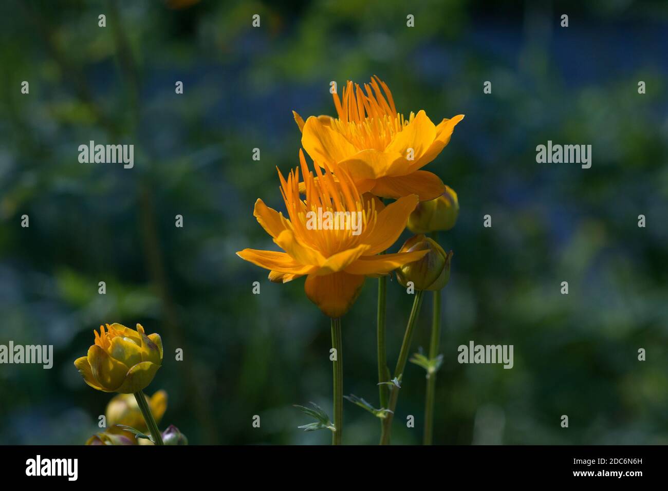 Flowers Trollius altaicus in nature Stock Photo