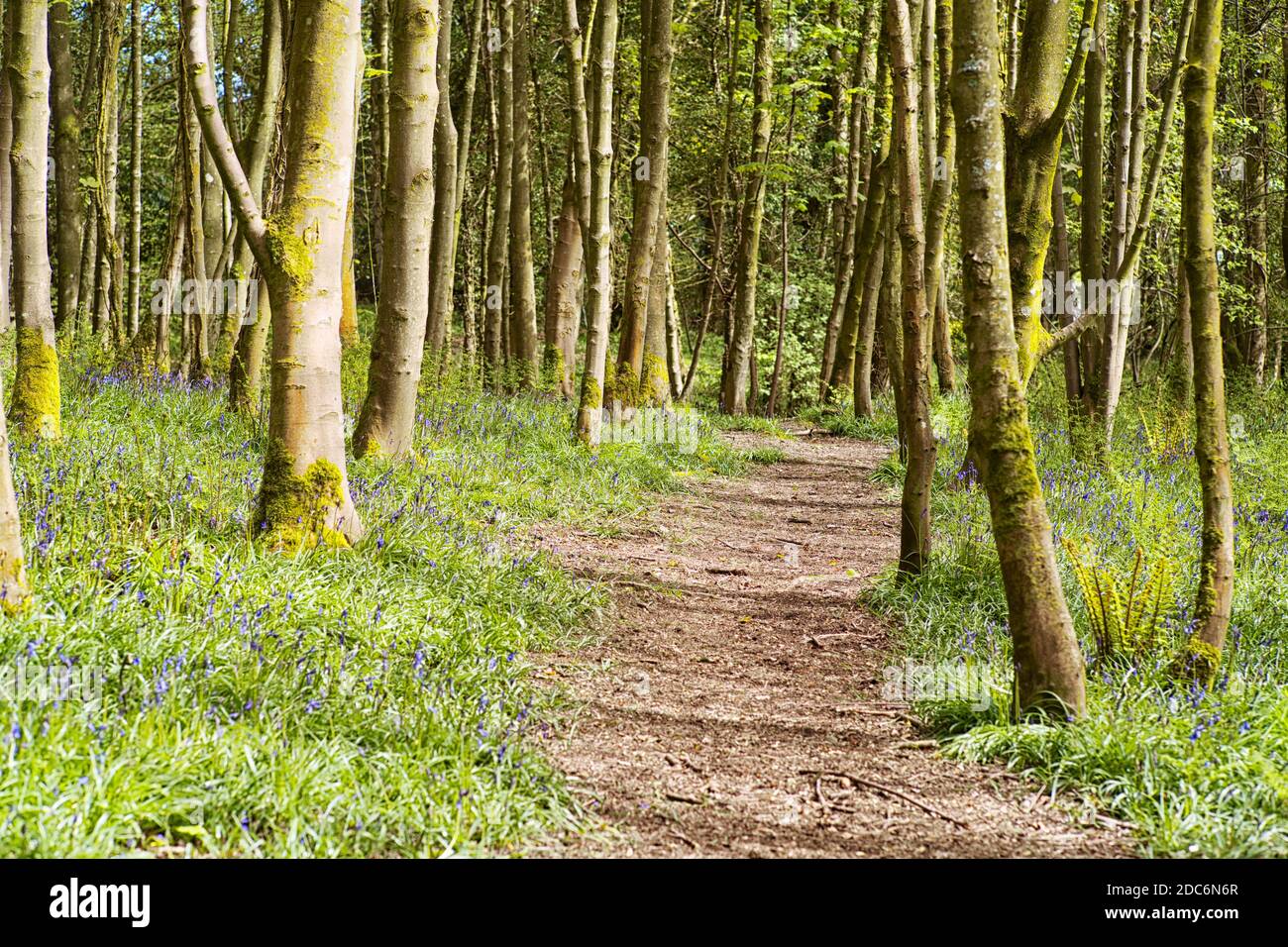 Bluebells in woods near the Dumfries and Galloway village of Dunragit near Stranraer in South West Scotland Stock Photo