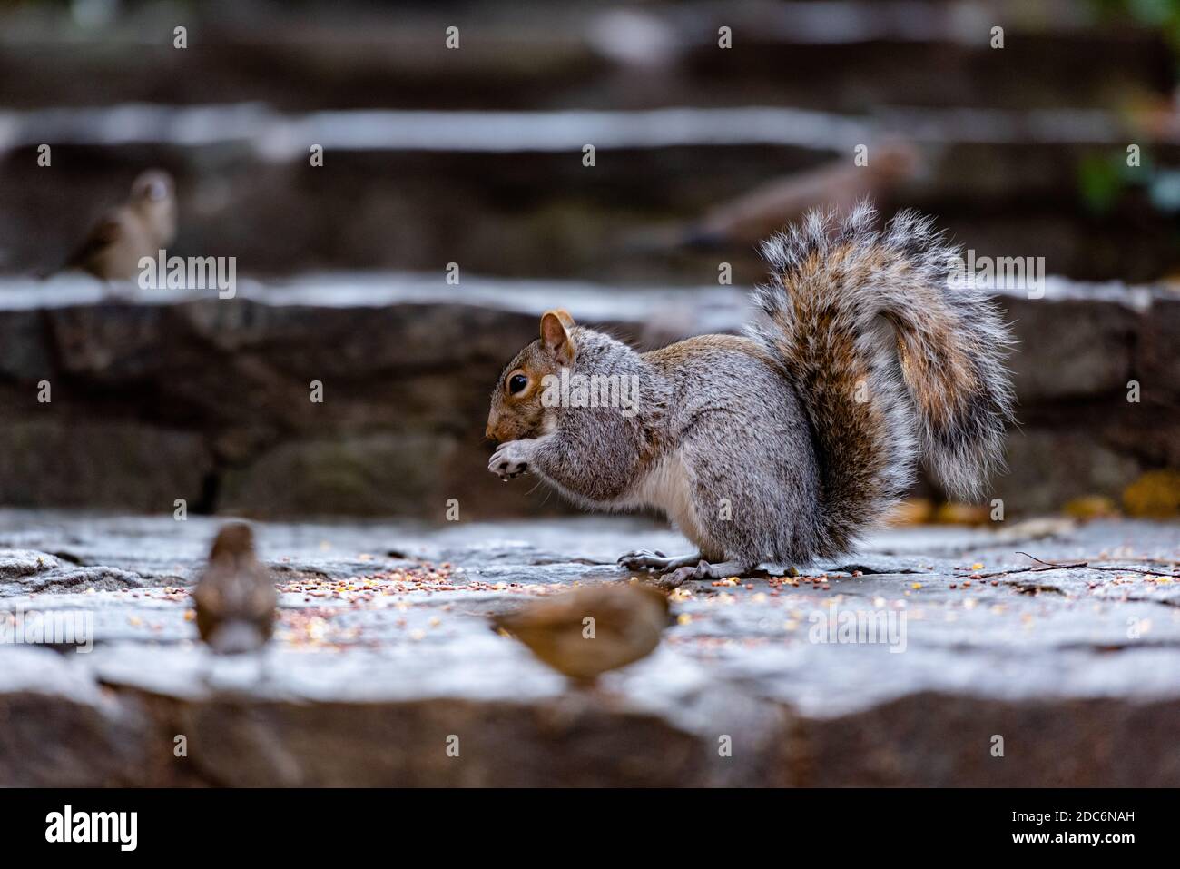 An squirrel eating seed between birds Stock Photo Alamy