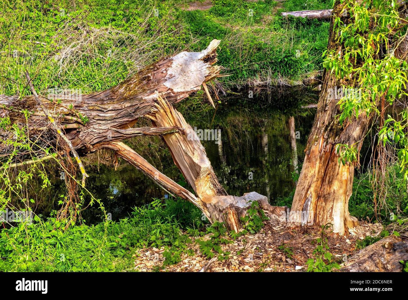 Wood trunks cut by wild Eurasian beaver - latin Castor fiber - in Czarna River nature reserve and protected area near Piaseczno town in Mazovia region Stock Photo