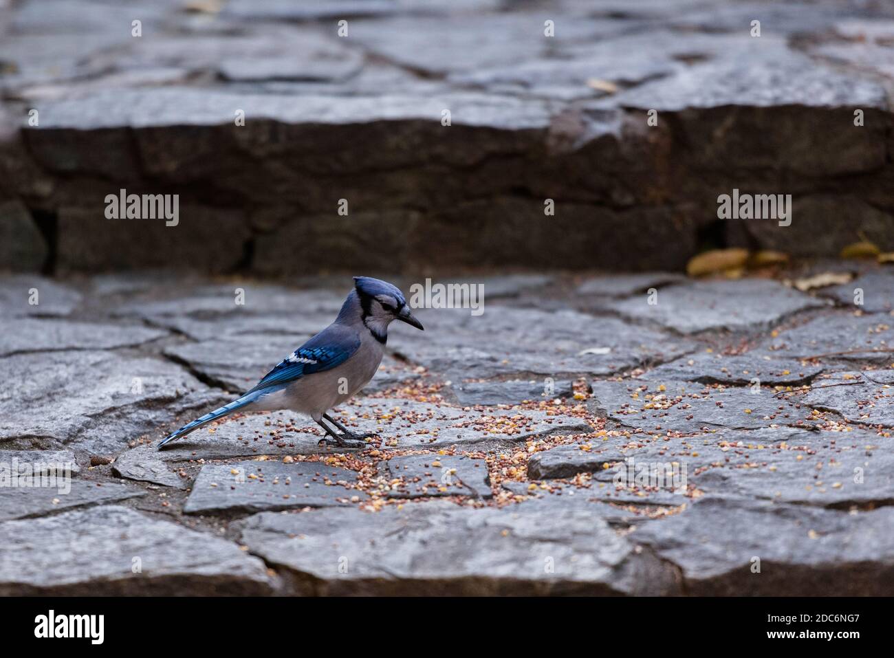 A Blue Jay bird eating seeds Stock Photo Alamy