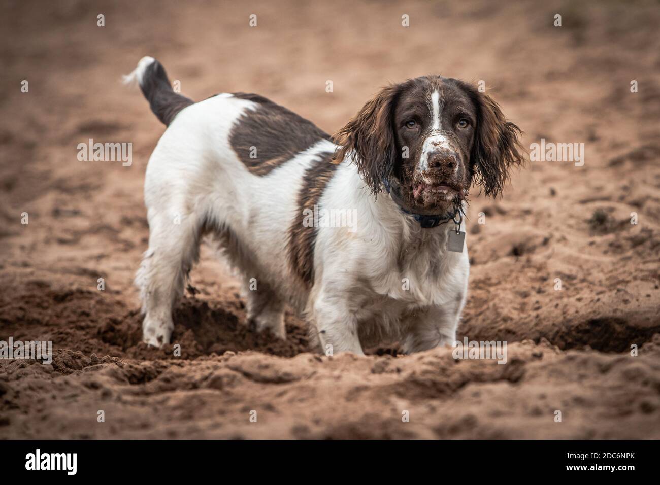 7 month old cheap springer spaniel