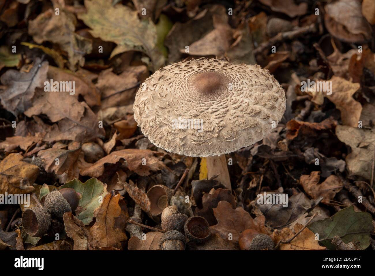 Parasol Mushroom in Suffolk , UK Stock Photo
