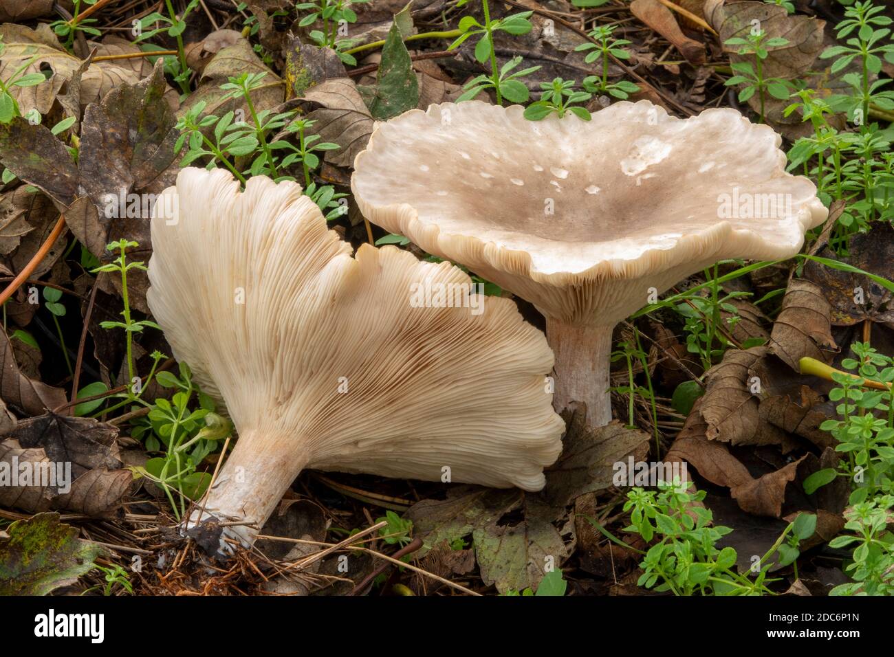 Fungal culture hi-res stock photography and images - Alamy