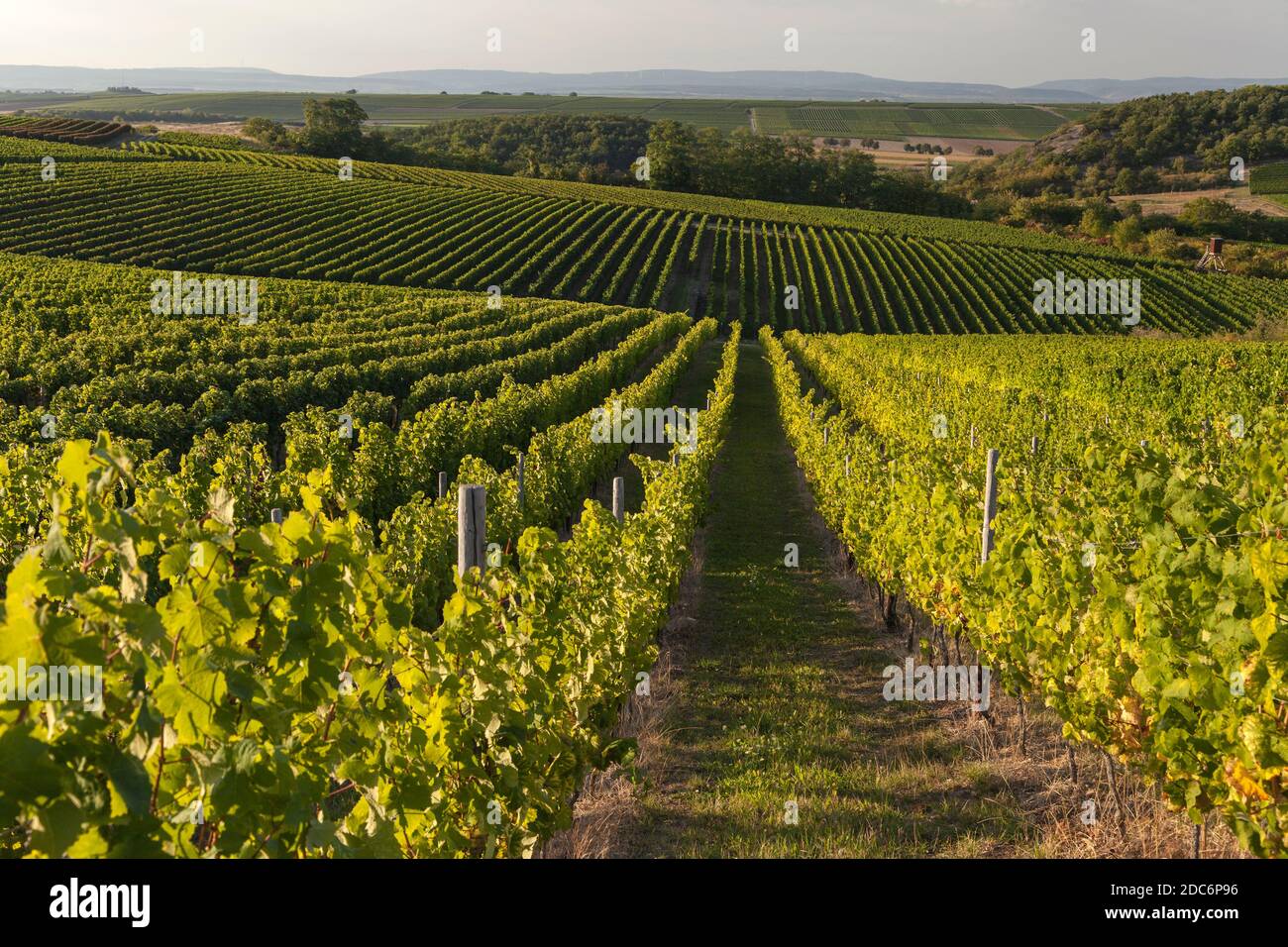 geography / travel, Germany, RhinelandPalatinate, Siefersheim, grape