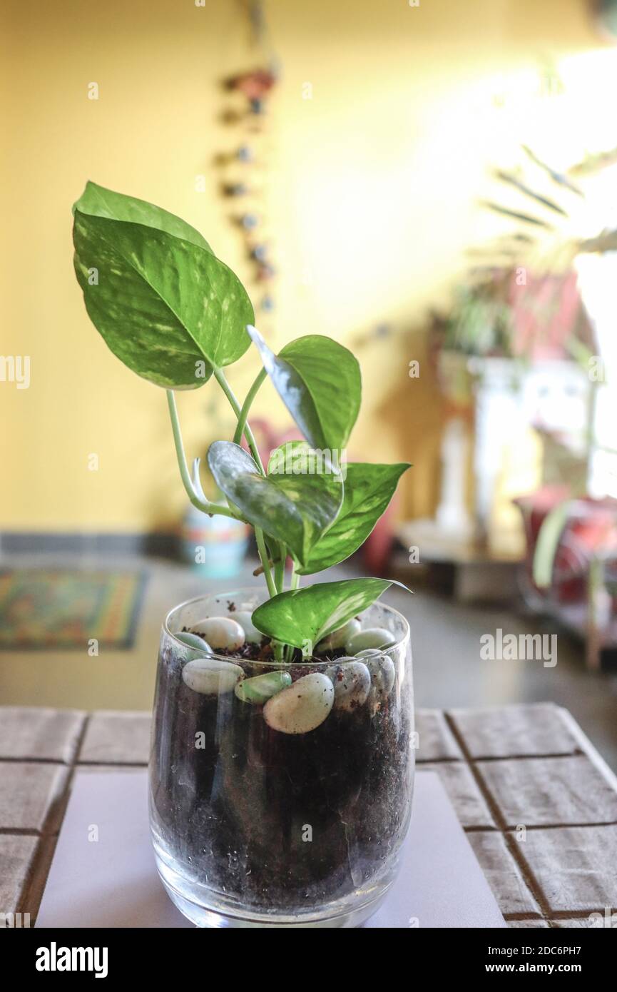 Money plant on table discount