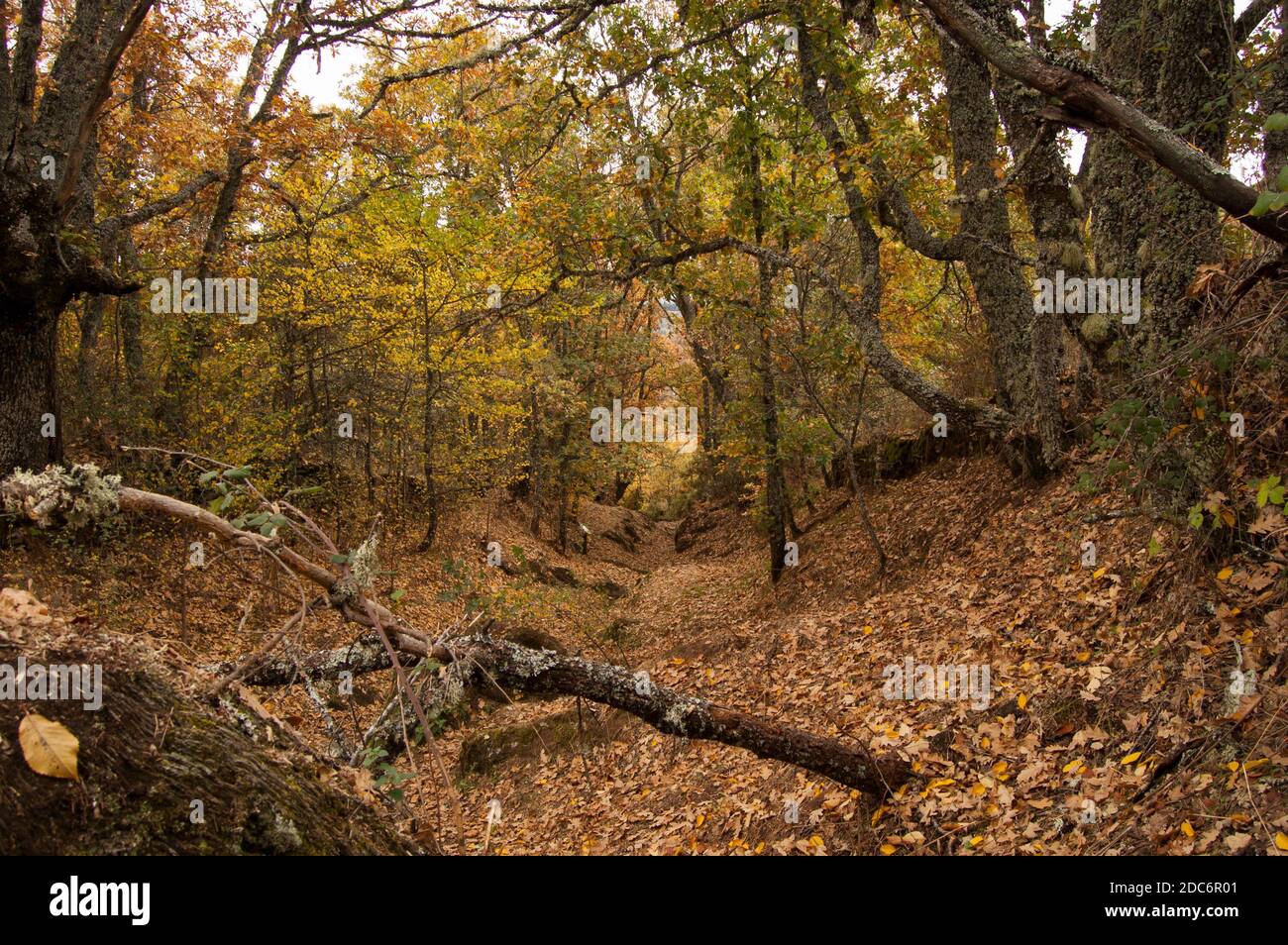 Autumnal atmosphere doing hiking route in La Hiruela, Community of Madrid Stock Photo