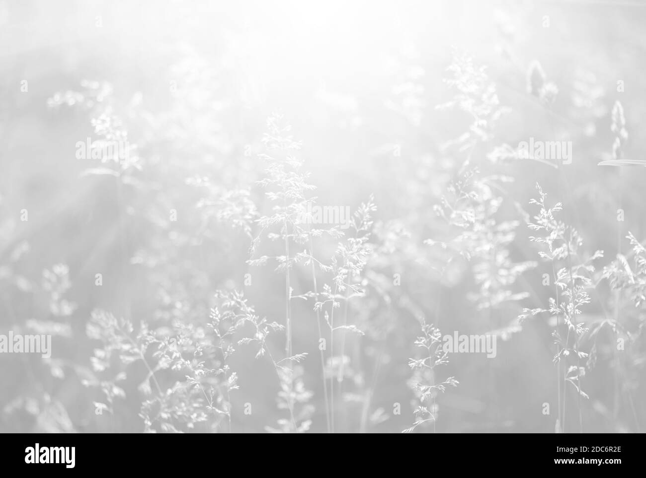 Nature background. Soft focus image of wild grass on blurred nature background. Image in light gray tonality Stock Photo