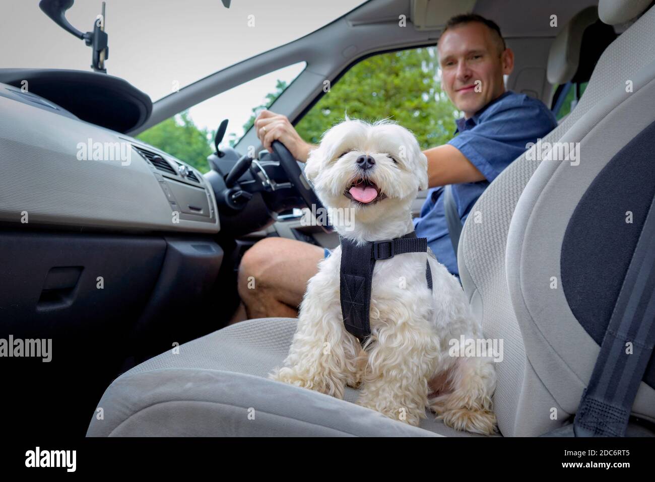 small dog car harness