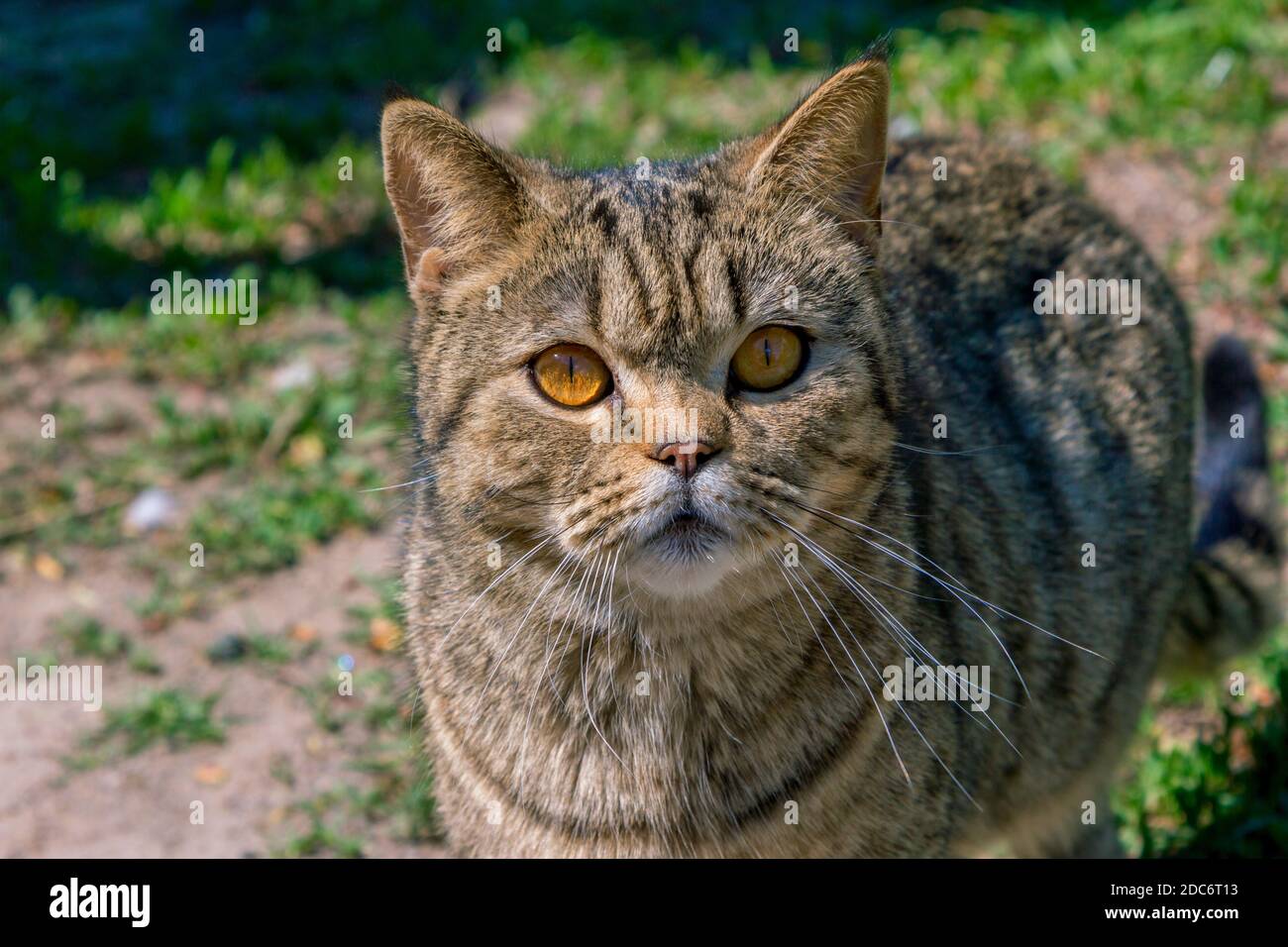 Grumpy Tabby Serious British Cat On A Black Background Stock Photo -  Download Image Now - iStock