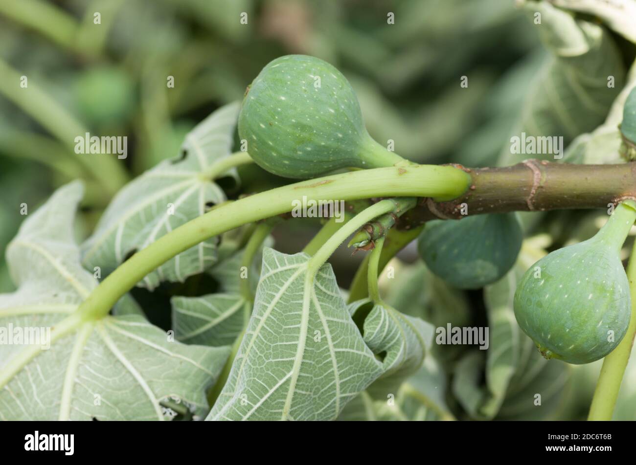 A selective focus shot of figs on the tree Stock Photo