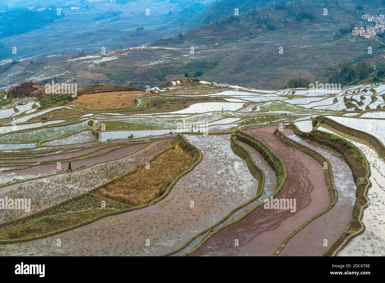 Rice terraces, Yunnan, China Stock Photo