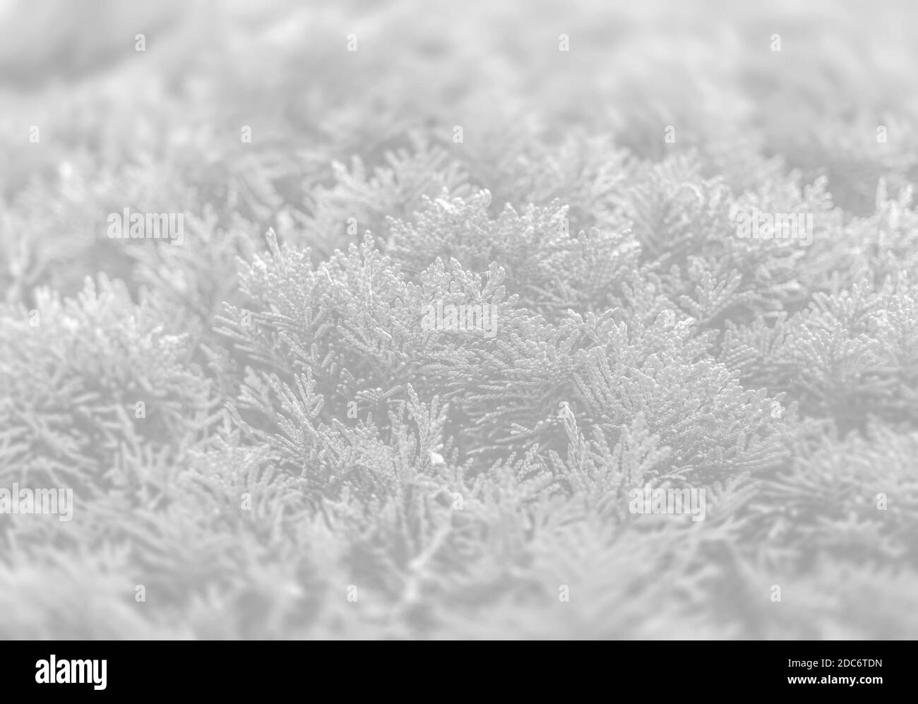 Tonality Tree Green thuja bush. Close up of a branch of thuja tree. Image in light ...