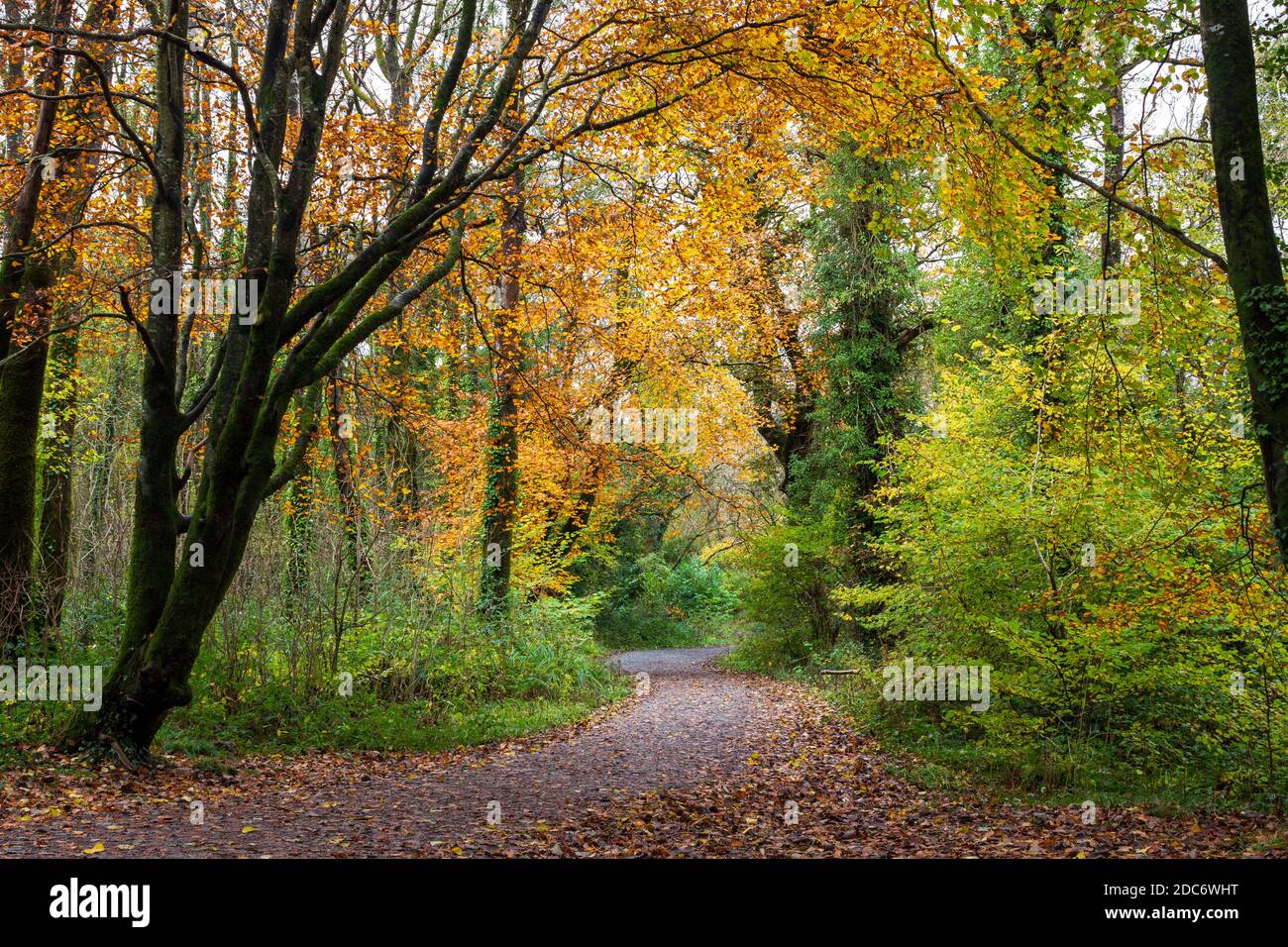 Woodland Path in Ireland in Autumn Stock Photo Alamy