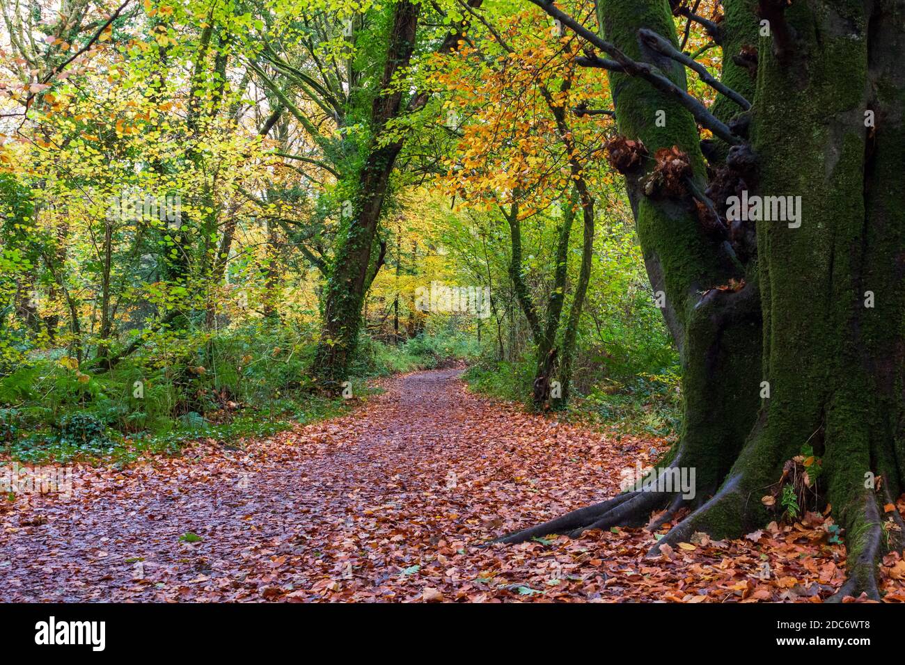 Woodland outdoors hi-res stock photography and images - Alamy