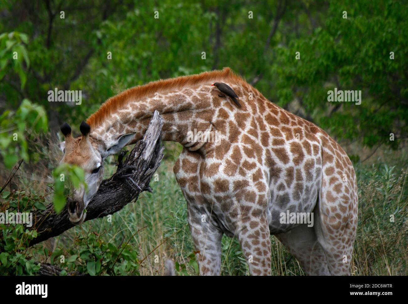 Giraffe/ Giraffen im Chobe Nationalpark, Botswana. Stock Photo