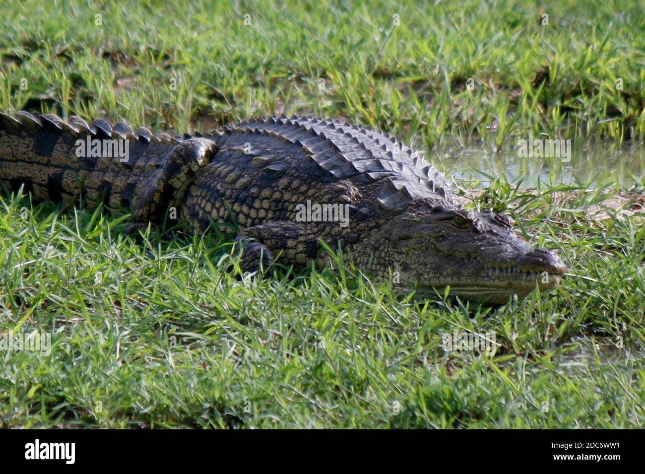 Krokodil, Chobe Nationalpark, Botswana. Stock Photo