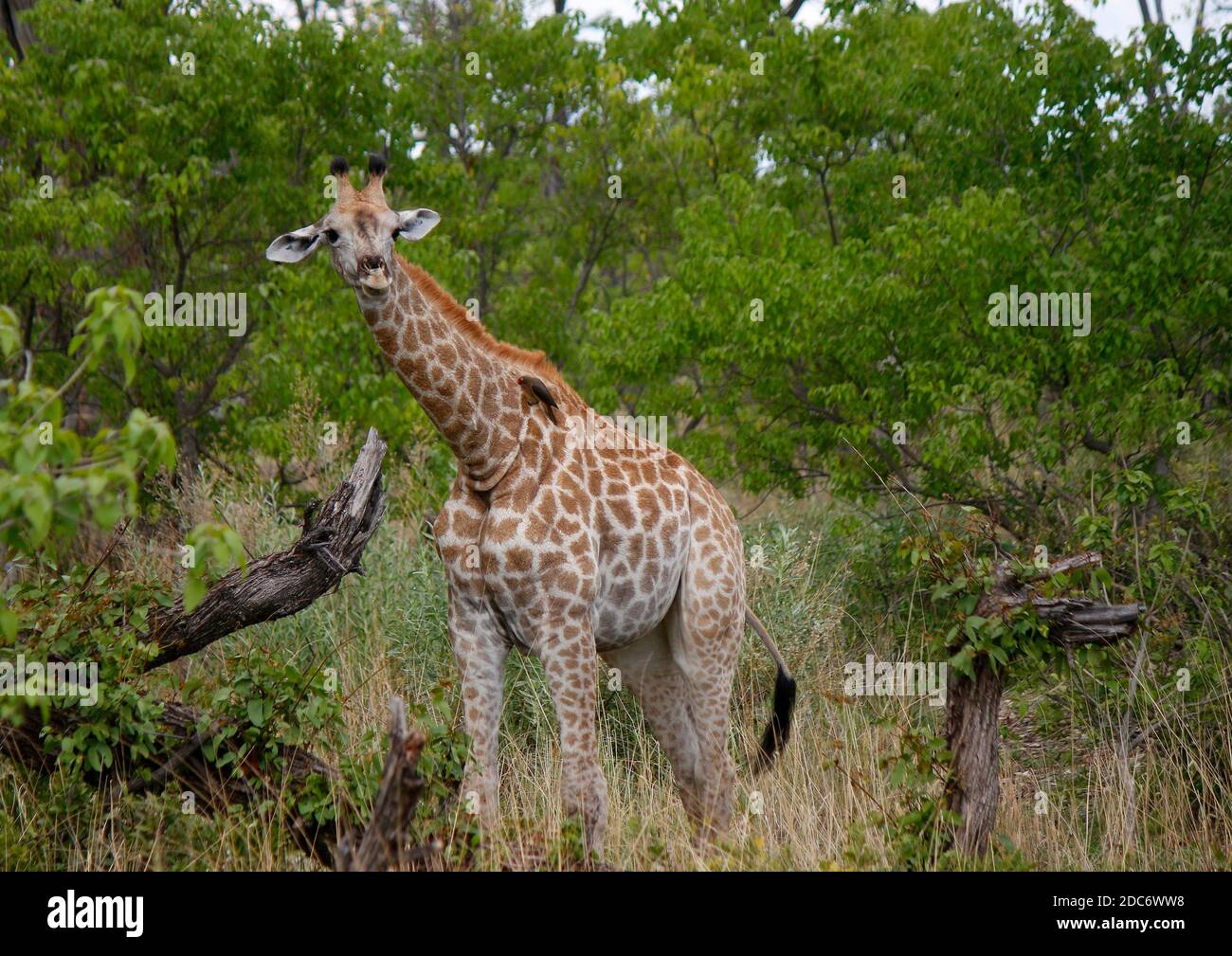 Giraffe/ Giraffen im Chobe Nationalpark, Botswana. Stock Photo