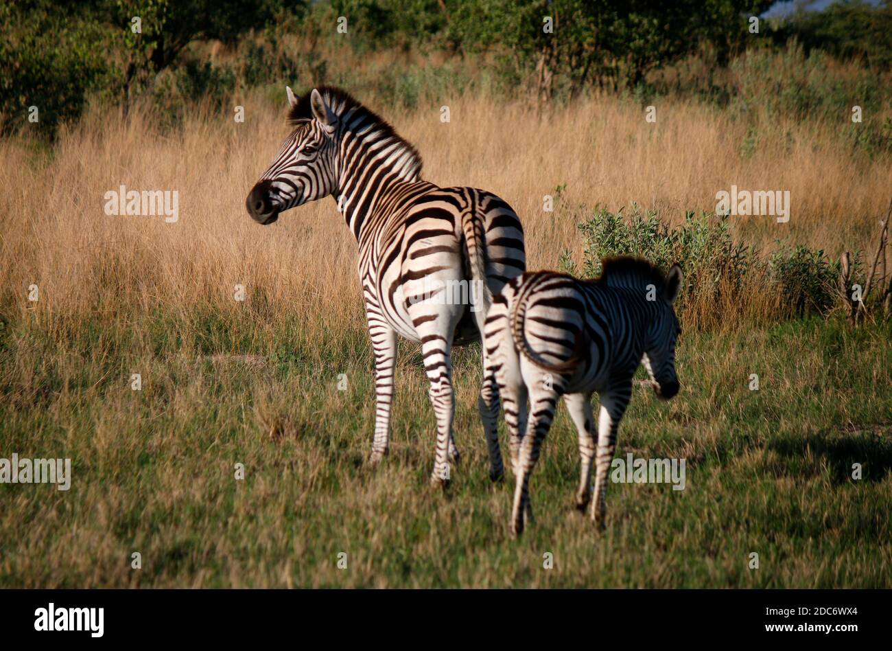 Zebra/ Zebras im Chobe Nationalpark, Botswana Stock Photo