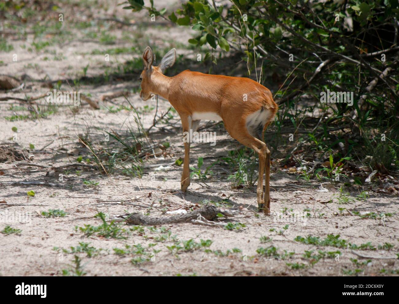 Impalas, Antilopen, Chobe Nationalpark, Botswana. Stock Photo