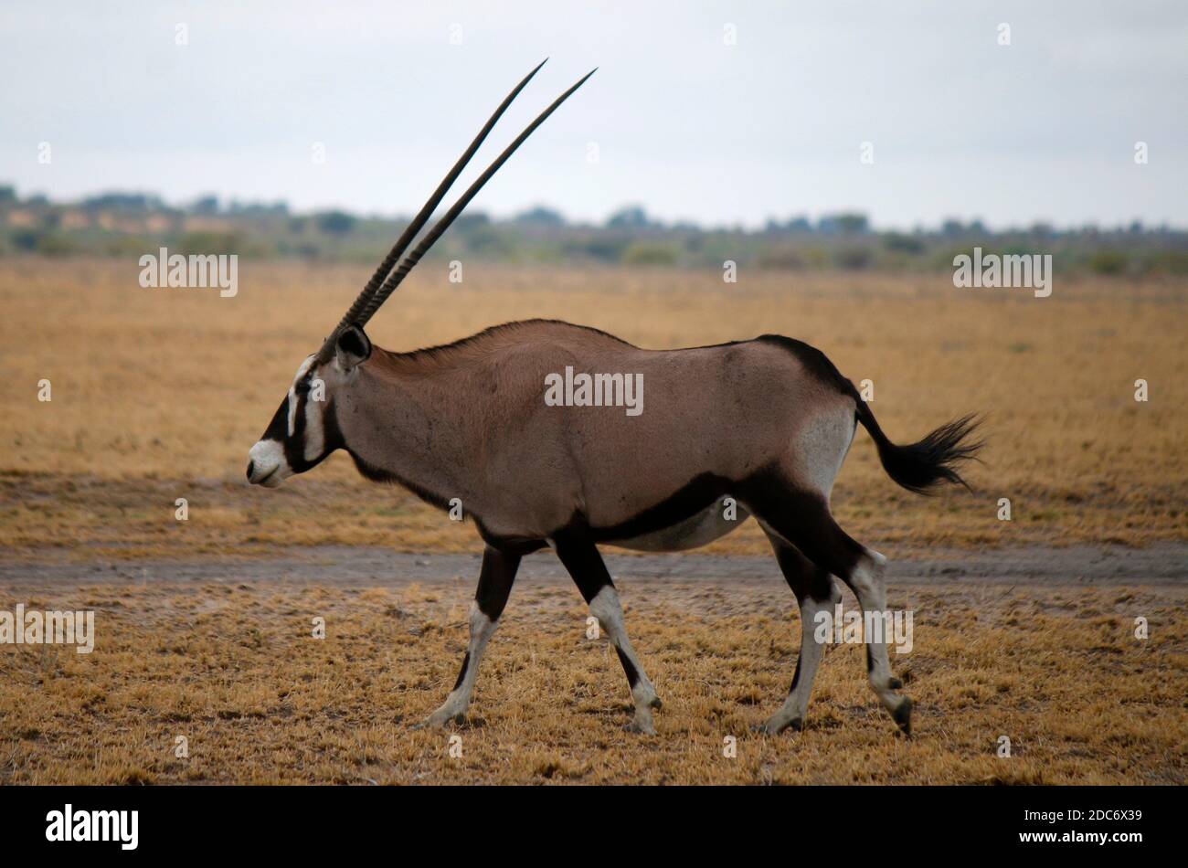 Oryx, Antilopen, Chobe Nationalpark, Botswana. Stock Photo