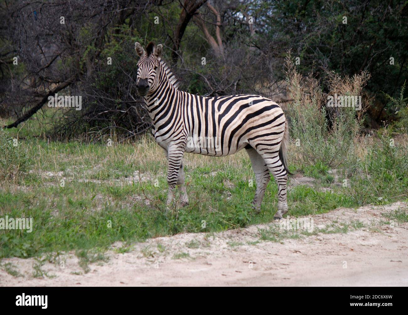 Zebra/ Zebras im Chobe Nationalpark, Botswana. Stock Photo