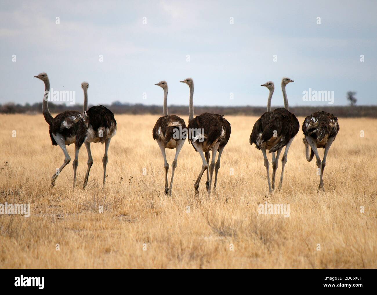 Vogel Strauss im Chobe Nationalpark, Botswana. Stock Photo