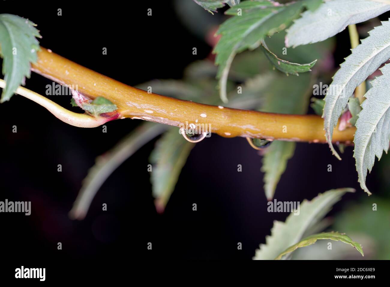 A closeup of water drops from the rain on the branch of the plant on a dark background Stock Photo