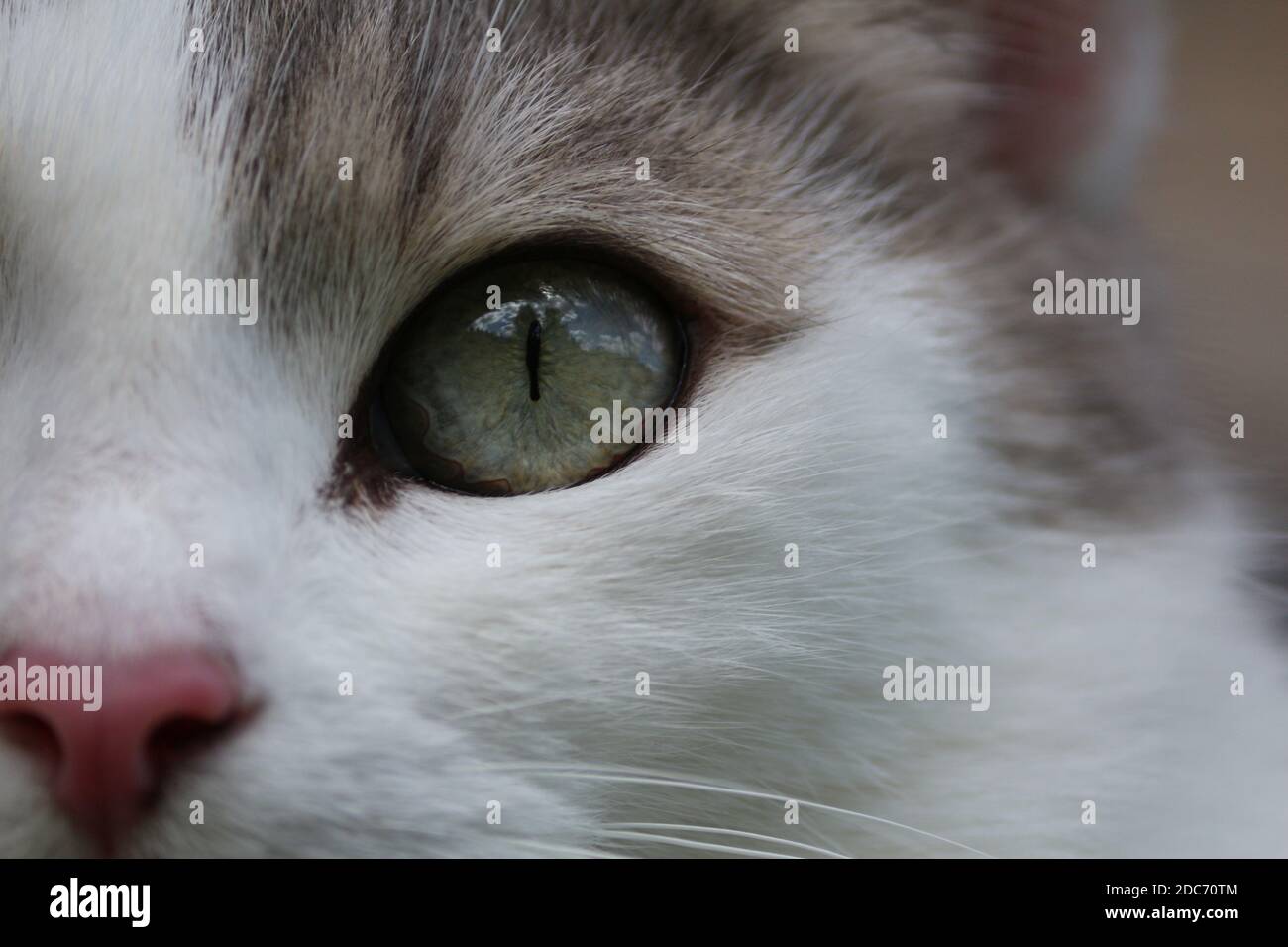 Green cat's eye close up. A gray cat with green eyes and a pink nose. The sky with clouds is reflected in the cat's eye. Stock Photo