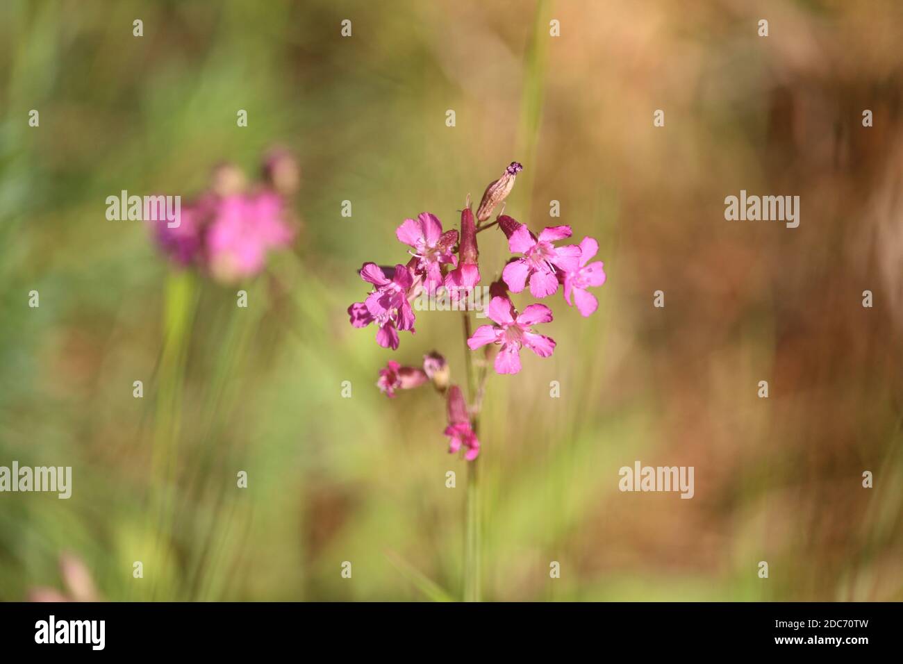 Amazing inflorescences of flower Viscaria vulgaris with pink petals on a sunny meadow in a summer day on a blurred green background. Pink wildflowers. Stock Photo