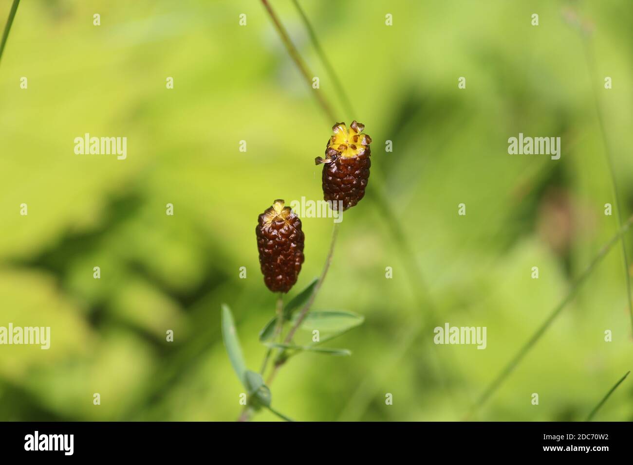 Yellow-brown inflorescences of a rare plant Trifolium spadiceum on a sunny meadow on a summer day on a blurred green background. Brown Moor Clover. Stock Photo
