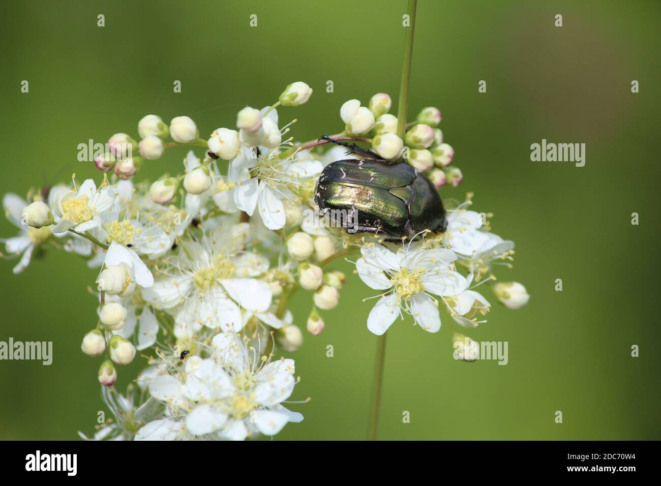 Glossy gold-green beetle Protaetia cuprea sits on yellow-white petals of Dropwort and eats at a summer sunny day on a blurred green background. Stock Photo