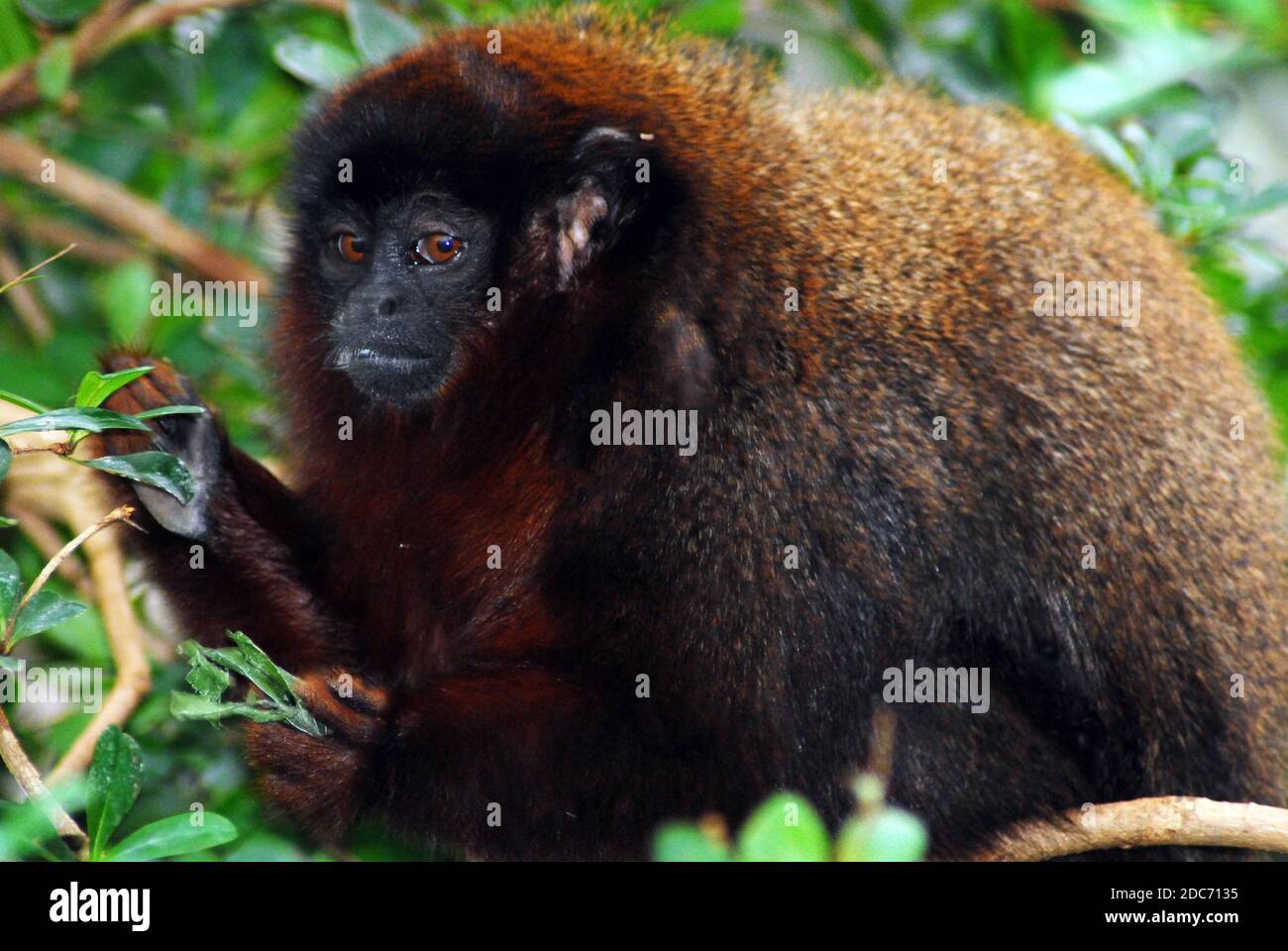 Red Titi Monkey also known as Coppery titi (Plecturocebus cupreus also Callicebus cupreus) a type of endangered New World primate from South America Stock Photo