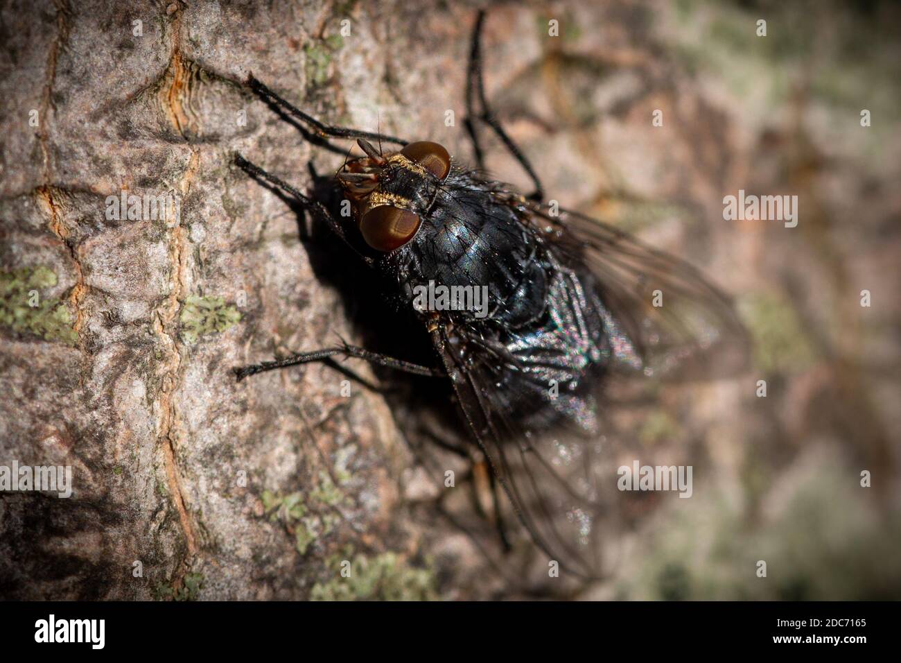 A macro image close up of a blowfly latin name Calliphora using selective focus Stock Photo
