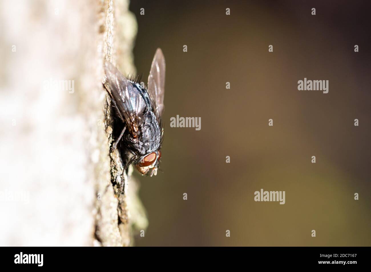 A macro image close up of a blowfly latin name Calliphora using selective focus Stock Photo