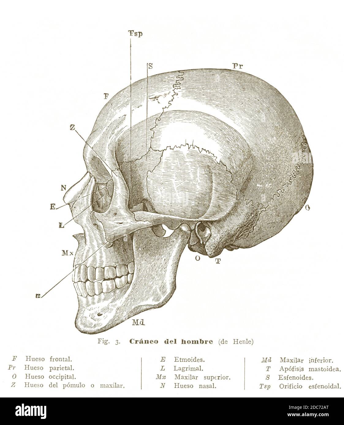 Schematic representation of a human skull. Engraving of 1910. Stock Photo