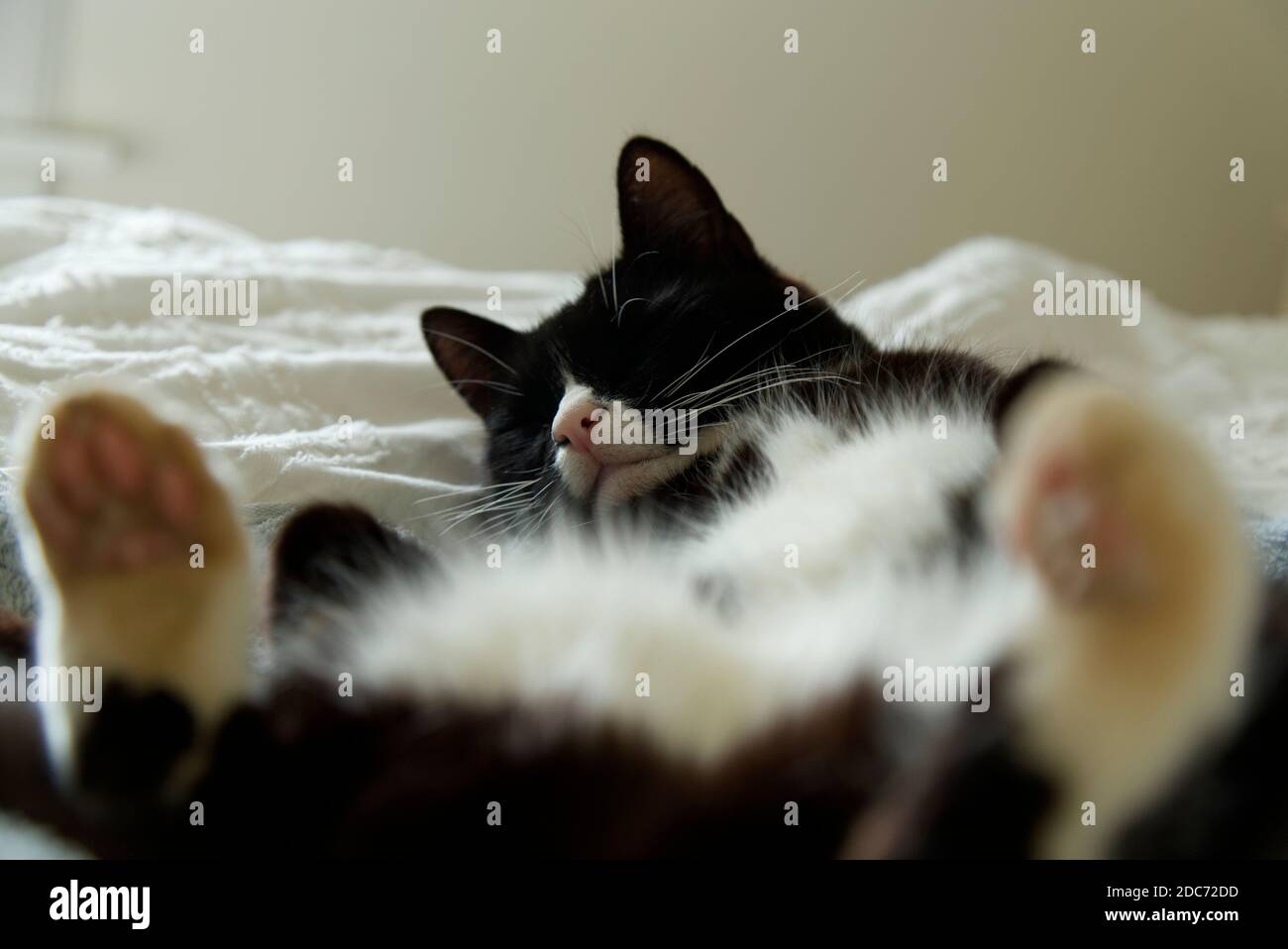 Black and white cat sleeping on back Stock Photo