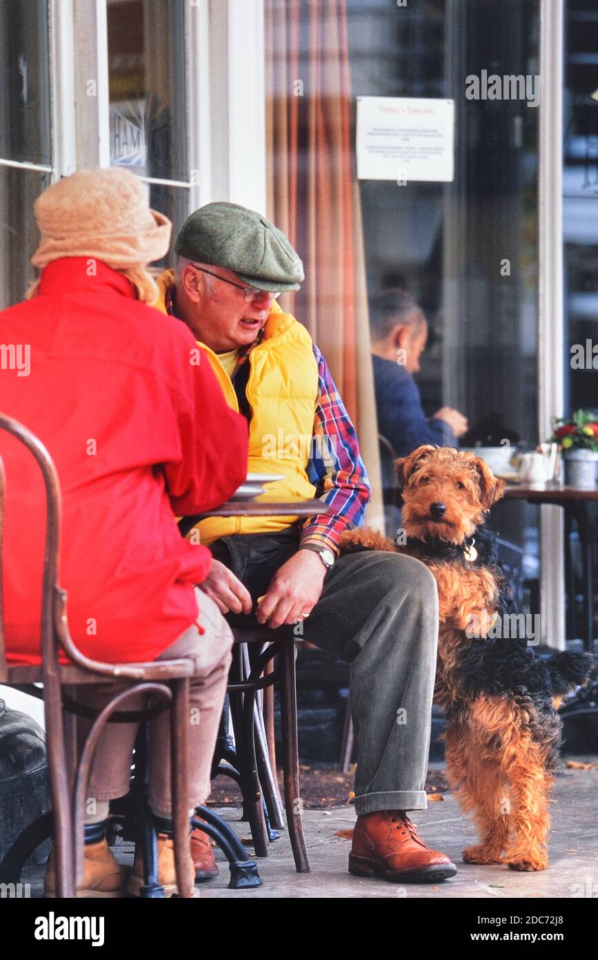 Airedale Terrier on his hind legs begging for food. The Pantiles, Royal Tunbridge Wells, Kent, England, UK Stock Photo
