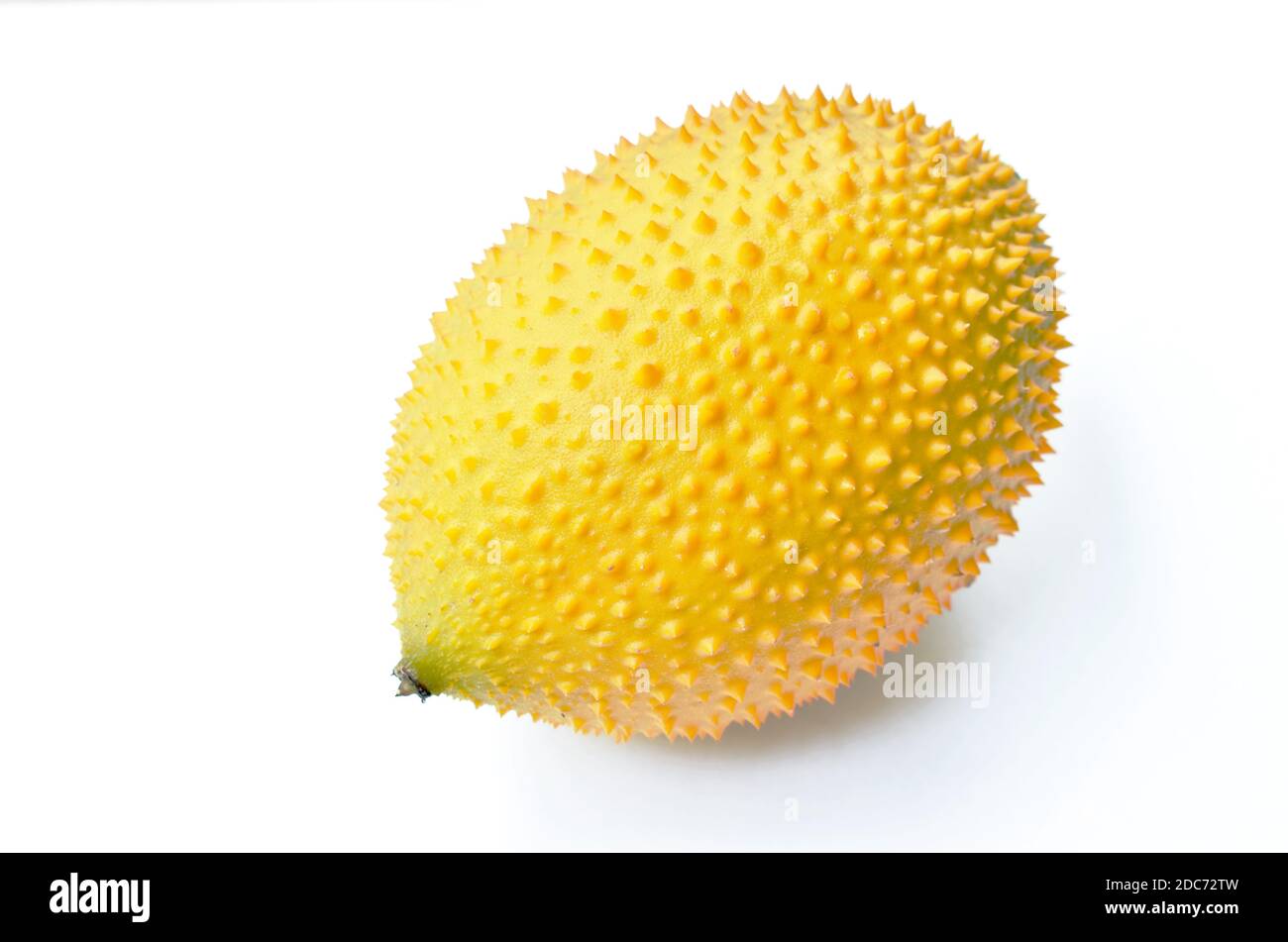 baby jackfruit spiny bitter gourd on white background Stock Photo Alamy