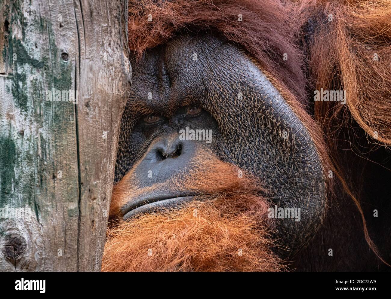 Portrait of an orangutan with his eyes fixed on the tree. Stock Photo