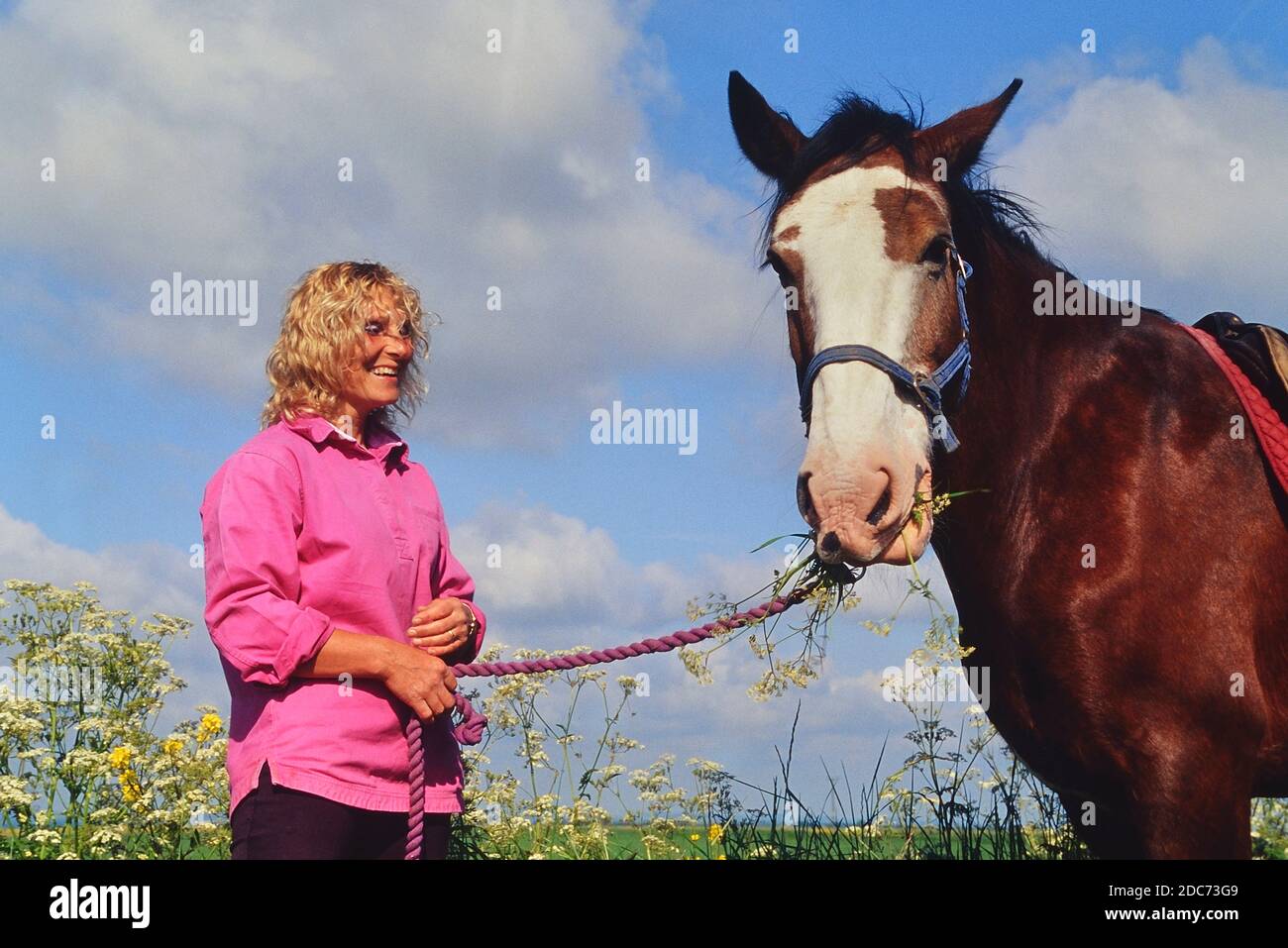 English shire horse hires stock photography and images Alamy