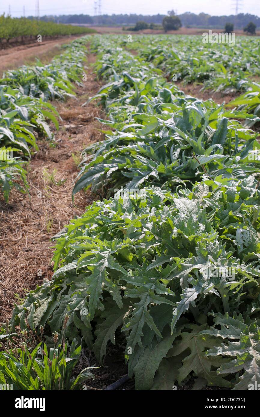 A field planted with domesticated gundelia AKA Tumble Thistle (Gundelia tournefortii) Used in the Arab cuisine as a herb and vegetable. Pollen from th Stock Photo