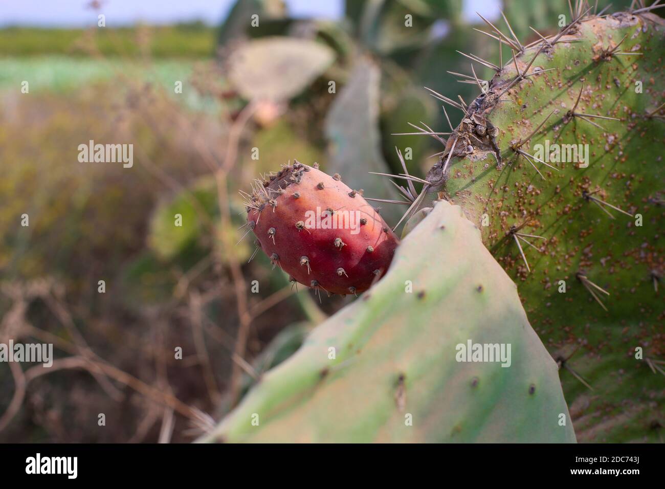 Fruit and plant of the Opuntia ficus-indica Cactus known as sabres or Tzabar an Israeli symbol. With blue sky background. Photographed in Israel in No Stock Photo