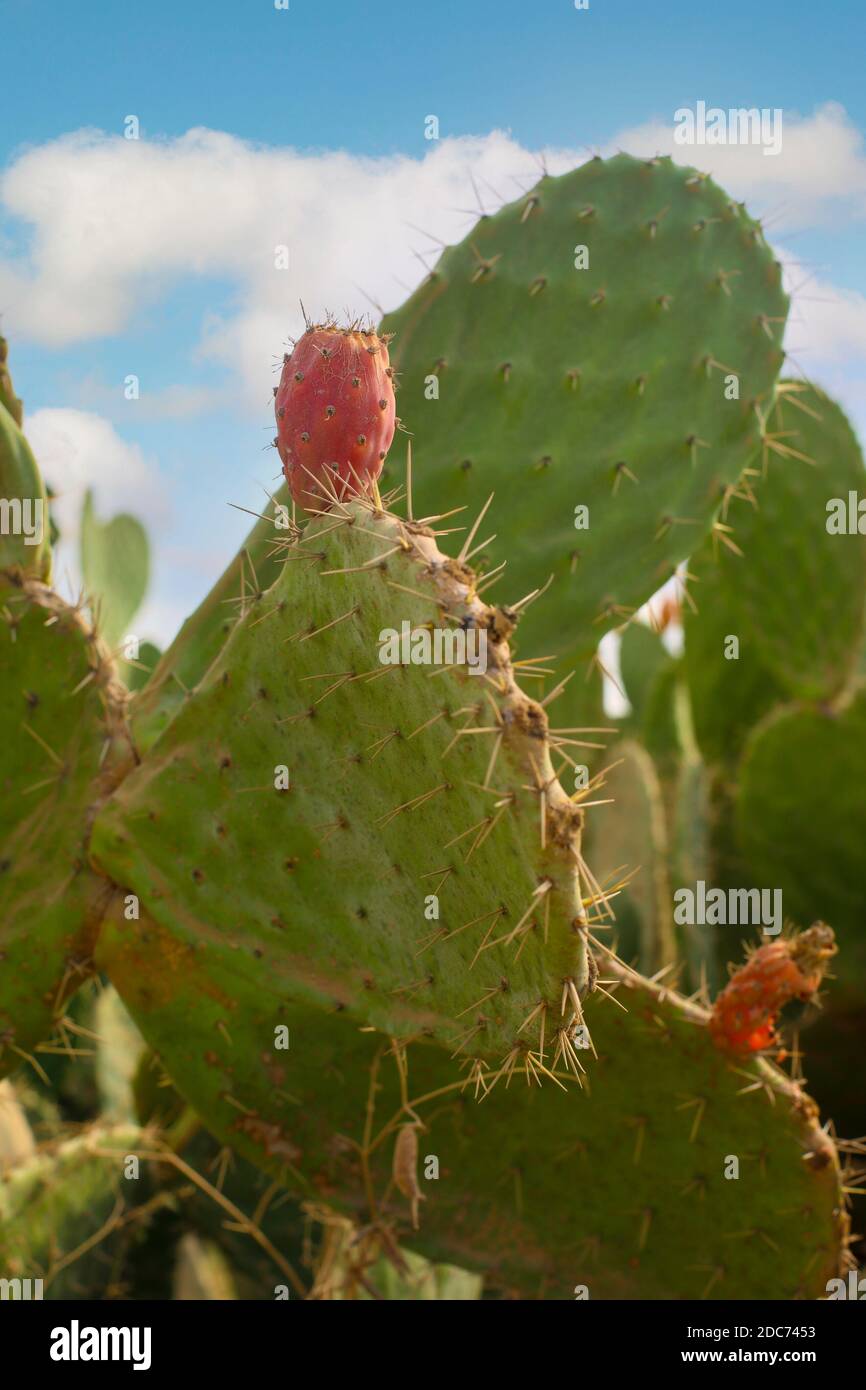 Fruit and plant of the Opuntia ficus-indica Cactus known as sabres or Tzabar an Israeli symbol. With blue sky background. Photographed in Israel in No Stock Photo