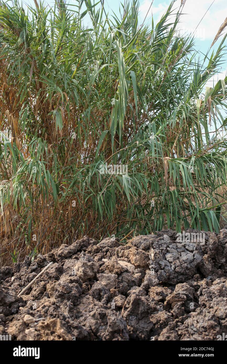 Reeds on the banks of the Jordan River Stock Photo