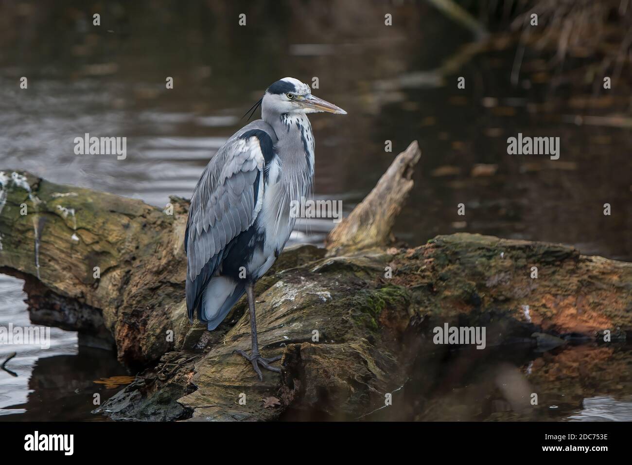 Grey Heron sitting on log resting one leg Stock Photo