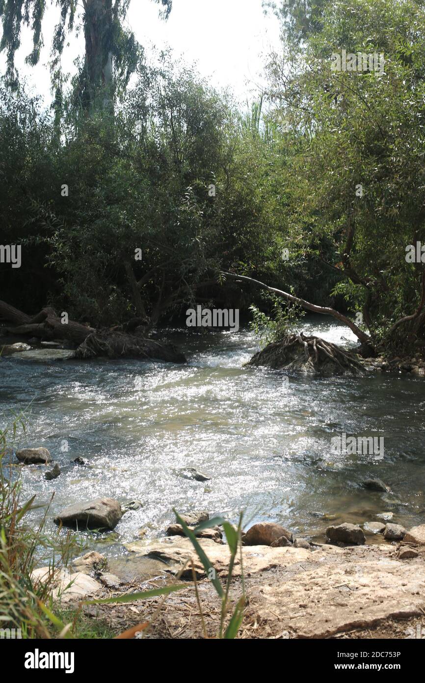 Reeds on the banks of the Jordan River Stock Photo